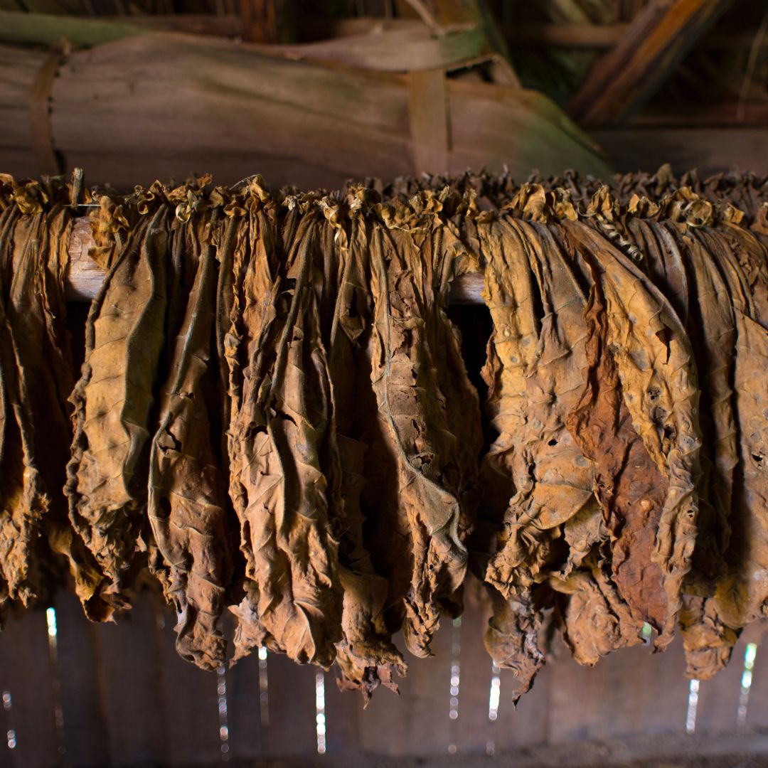 tobacco leaf what does tobacco smell like