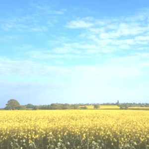 coconut and rapeseed